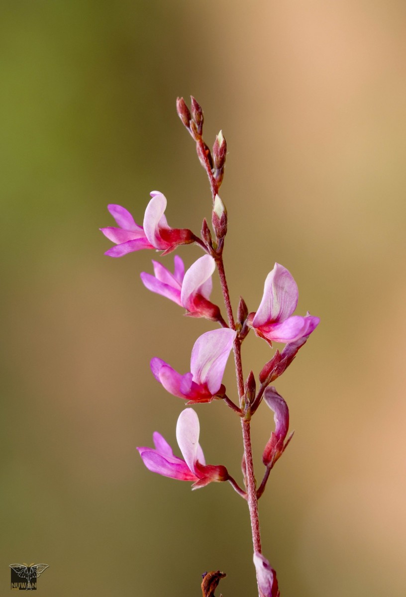 Aphyllodium biarticulatum (L.) Gagnep.